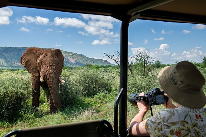3-Hour Private Game Drive in Pilanesberg National Park - Photo 1 of 7